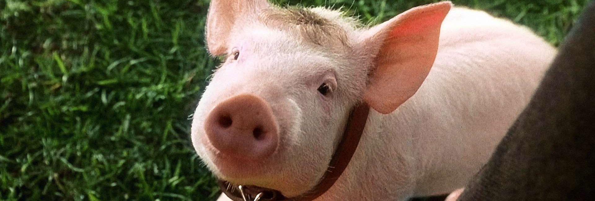 Babe den kække gris