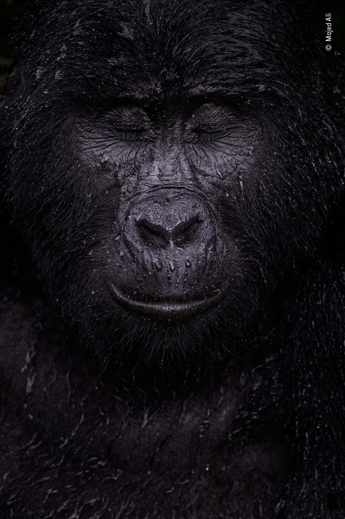gorilla af majed ali